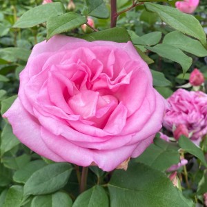 PINK PERFECTION (hybrid tea)